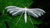 Die Weiße Winden-Federmotte (Pterophorus pentadactyla) ist eine in fast ganz Europa vorkommende Art aus der Familie der Federmotten. Ihre Flügel bestehen, anders als bei den meisten Schmetterlingen, aus starren Streben, von denen flexible Borsten abstehen.