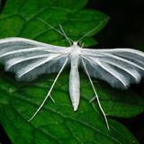Die Weiße Winden-Federmotte (Pterophorus pentadactyla) ist eine in fast ganz Europa vorkommende Art aus der Familie der Federmotten. Ihre Flügel bestehen, anders als bei den meisten Schmetterlingen, aus starren Streben, von denen flexible Borsten abstehen.