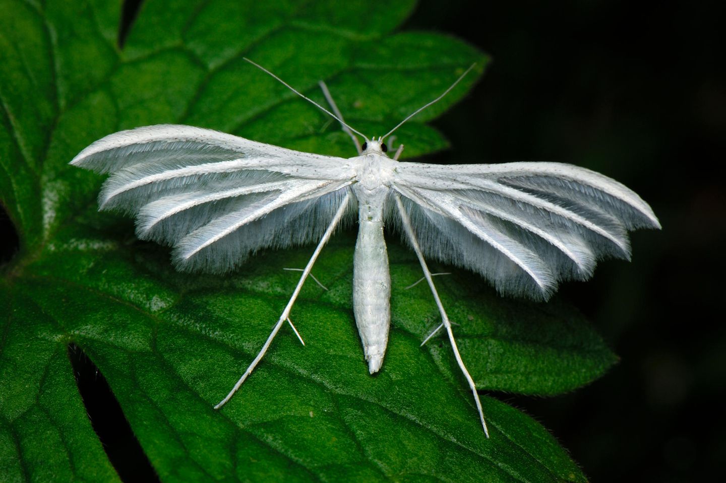 Weiße Winden-Federmotte Die Weiße Winden-Federmotte (Pterophorus pentadactyla) ist eine in fast ganz Europa vorkommende Art aus der Familie der Federmotten. Ihre Flügel bestehen, anders als bei den meisten Schmetterlingen, aus starren Streben, von denen flexible Borsten abstehen.