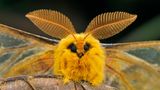 Der Falter Rhodinia fugax kommt in Korea, Japan, China und im Osten Russlands vor. Der englische Name "Squeaking silkmoth" leitet sich von einer Verteidigungsstrategie seiner Raupe ab. Das hörbare Quietschen erzeugt die Raupe durch ein schnelles Zusammenziehen ihres Körpers.