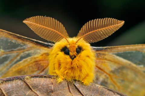 Der Falter Rhodinia fugax kommt in Korea, Japan, China und im Osten Russlands vor. Der englische Name "Squeaking silkmoth" leitet sich von einer Verteidigungsstrategie seiner Raupe ab. Das hörbare Quietschen erzeugt die Raupe durch ein schnelles Zusammenziehen ihres Körpers.