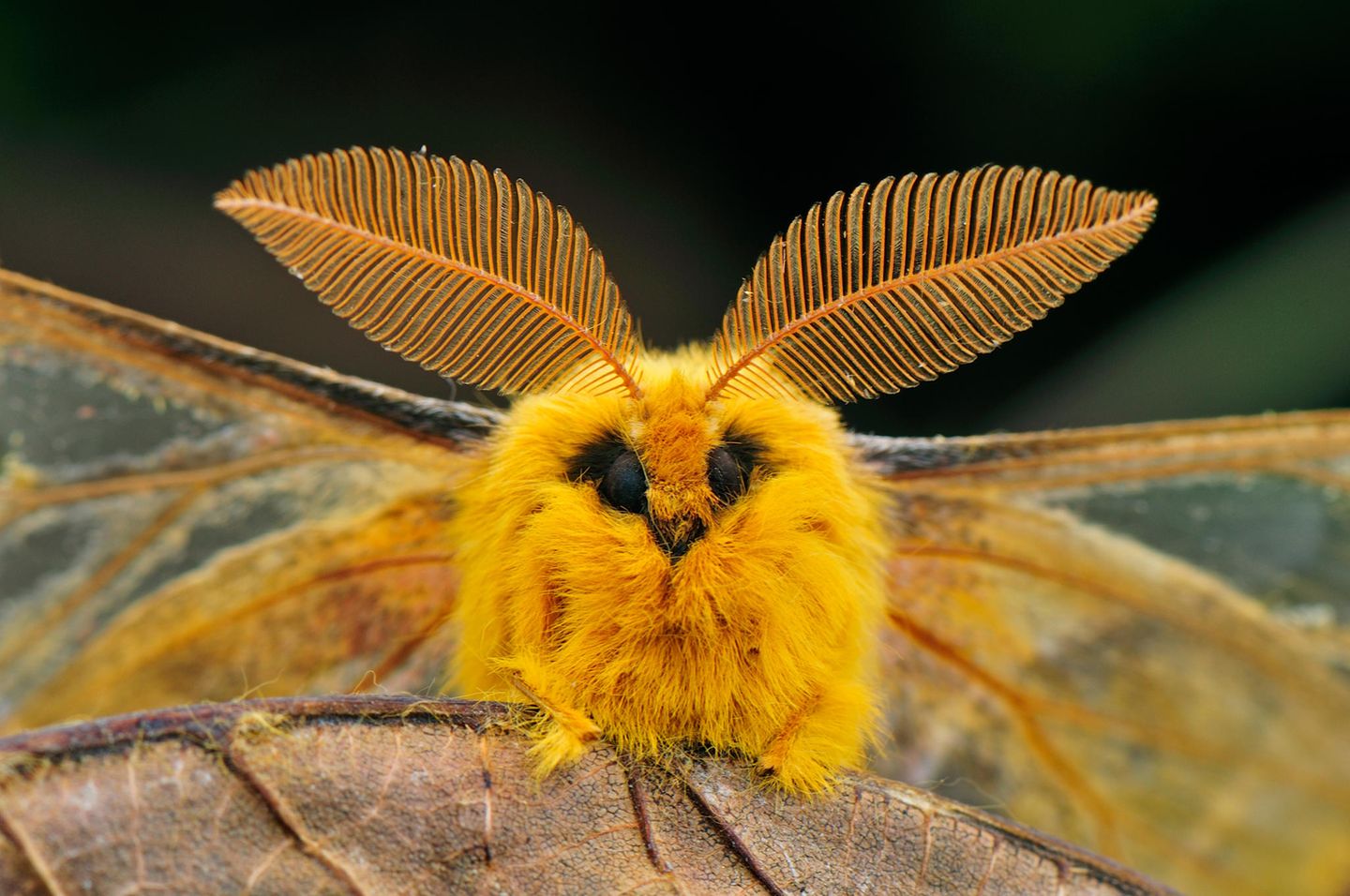 Rhodinia fugax Der Falter Rhodinia fugax kommt in Korea, Japan, China und im Osten Russlands vor. Der englische Name "Squeaking silkmoth" leitet sich von einer Verteidigungsstrategie seiner Raupe ab. Das hörbare Quietschen erzeugt die Raupe durch ein schnelles Zusammenziehen ihres Körpers.