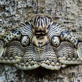 Unverwechselbar ist der Falter Brahmaea hearseyi mit seiner plastisch wirkenden Zeichnung und einer Flügelspannweite von bis zu 20 Zentimetern. Sein Lebensraum sind die Regenwälder Asiens, vom Nordosthimalaya über Westchina, Burma und Sundaland bis zu den Philippinen.