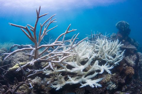 Korallenbleich, Great Barrier Reef