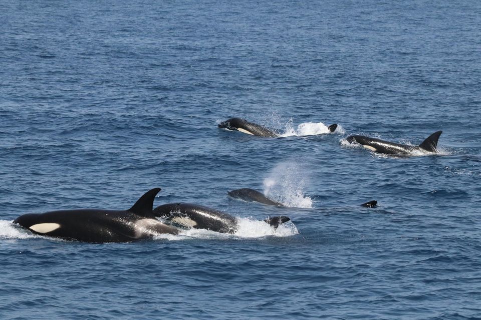 Iberische Orcas in der Straße von Gibraltar Iberische Orcas in der Straße von Gibraltar