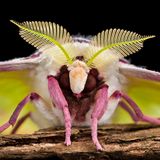 Der Falter Actias selene, manchmal auch Indischer Mondspinner genannt, lebt nur wenige Tage. Die Tiere können keine Nahrung aufnehmen und sterben bald nach der Paarung und der Eiablage. In der Vorderansicht sind die federartigen Fühler gut zu erkennen, ein hochsensibles Geruchsorgan.