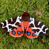 Der Braune Bär gehört mit einer Flügelspannweite von bis zu 65 Millimetern zu unseren größeren heimischen Faltern. Er ist in ganz Europa, in Asien und in Nordamerika verbreitet. Im Gebirge findet man diese Art in einer Höhe von bis zu 2000 Metern.