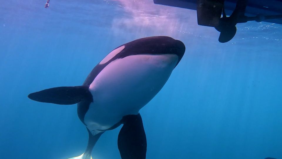 Was steckt wirklich hinter den "Orca-Attacken", Frau Boetius?