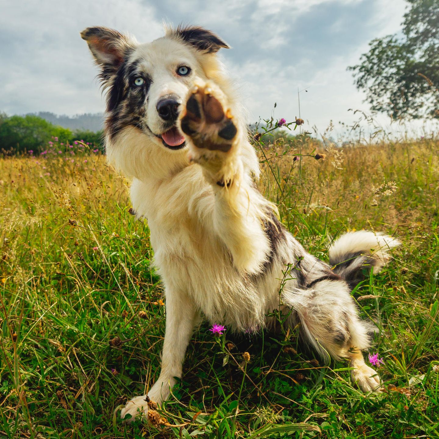 einem Hund,  der seine Pfote hebt