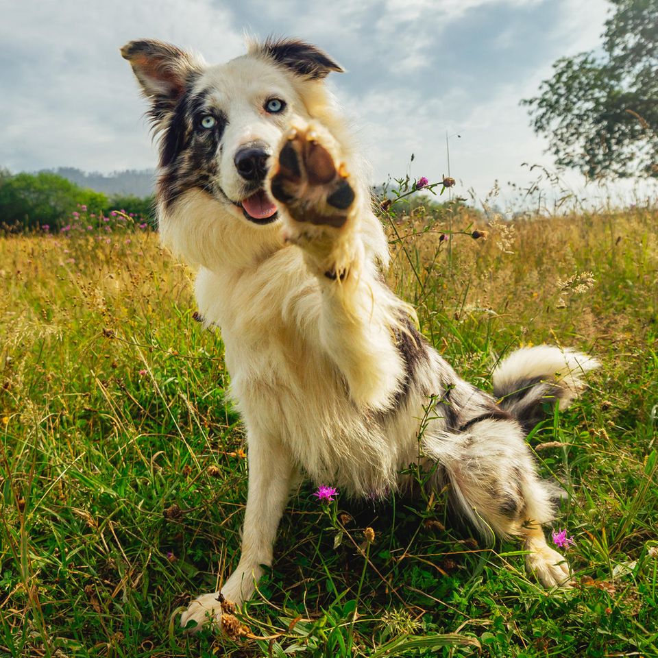 einem Hund,  der seine Pfote hebt