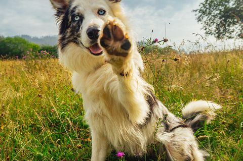 einem Hund,  der seine Pfote hebt