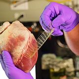 Das Bild zeigt ein Schweineherz