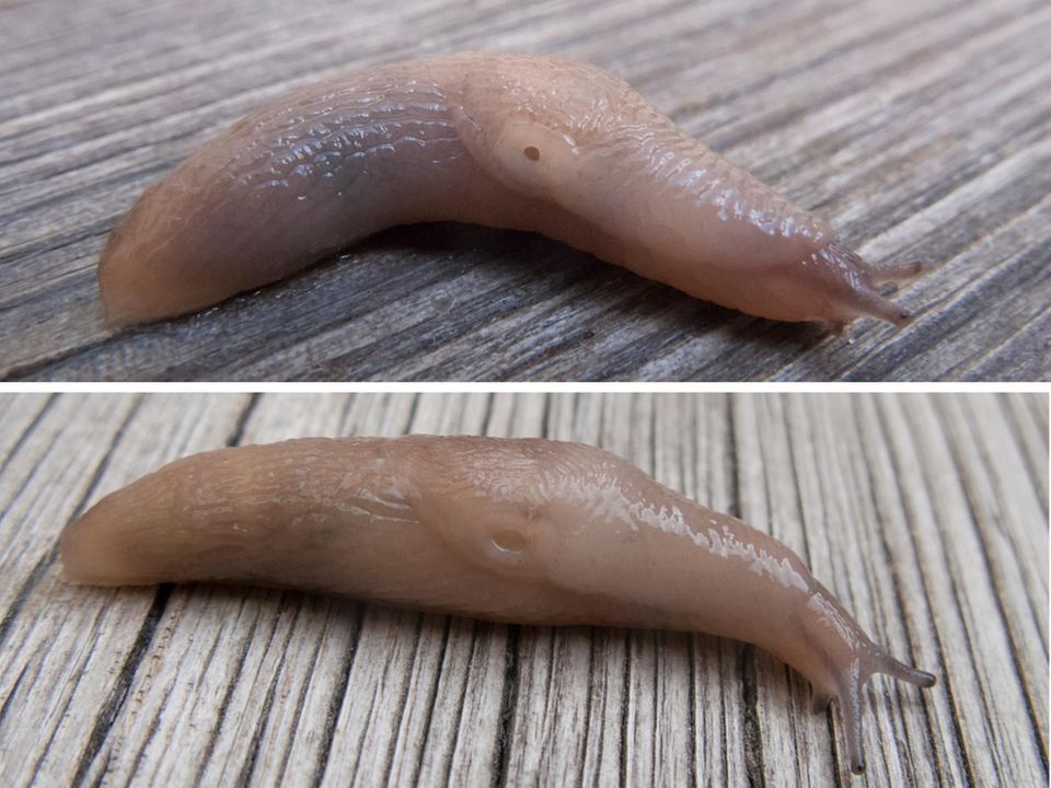 Same same, but different: Die Ackerschnecke Deroceras panormitanum (unten) und die neue Art, die Reise und Hutchinson identifizierten