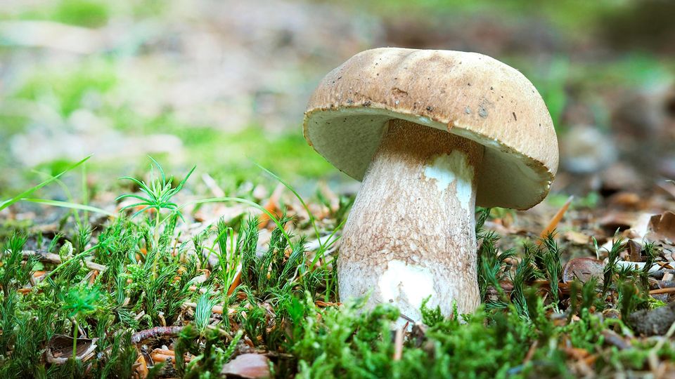 Sommersteinpilz Sommersteinpilz