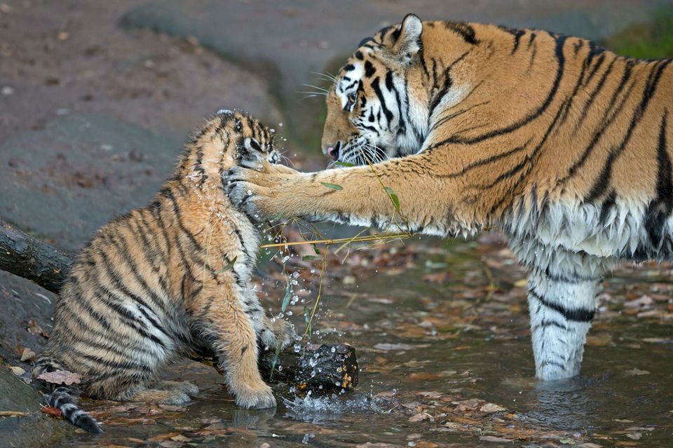 Erwachsener Tiger spielt mit jungem im Wasser