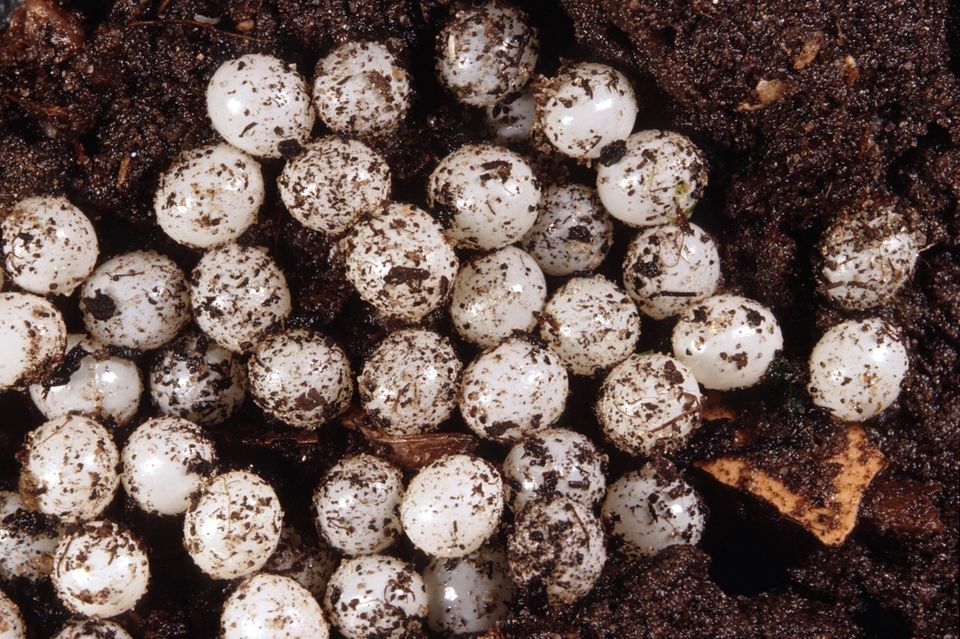 Eier der spanischen Wegschnecke