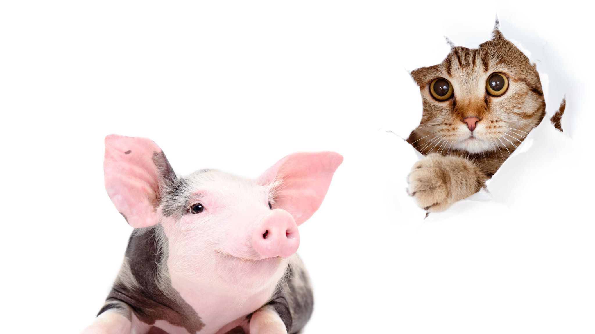 Niedlich oder essbar? In vielen Kulturen sind bestimmte Tiere tabu