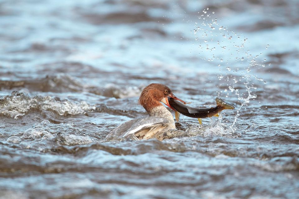 Gänsesäger in aufgewühltem Wasser mit grossem Fisch im Schnabel 1.5004