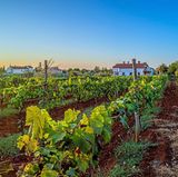 Weingüter in Kroatien