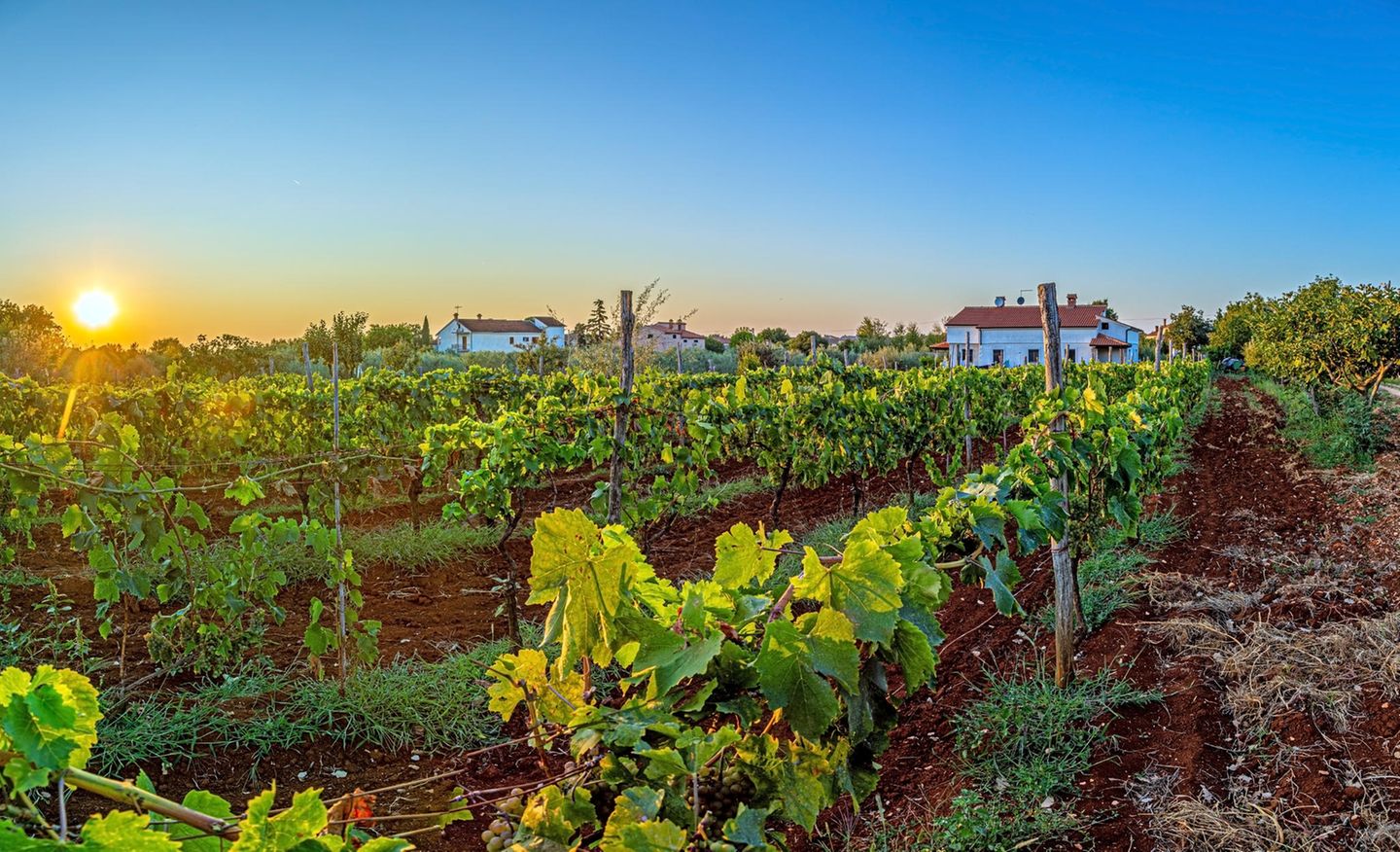 Genießen: Mit dem Wein durch die Geschichte Weingüter in Kroatien