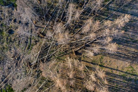 Wald mit abgestorbenen Bäumen von oben