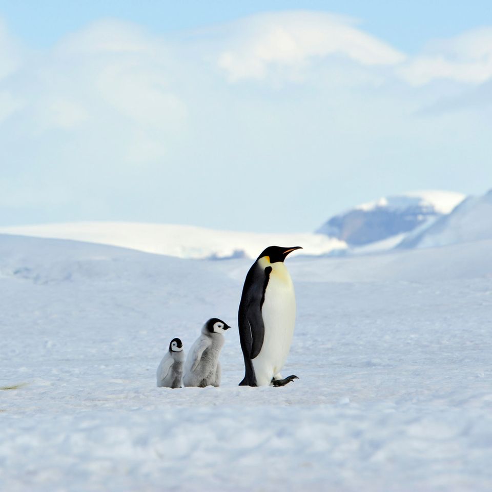 Die Antarktis beeinflusst das Klima auf der ganzen Welt. Pinguine spielen dabei eine zentrale Rolle