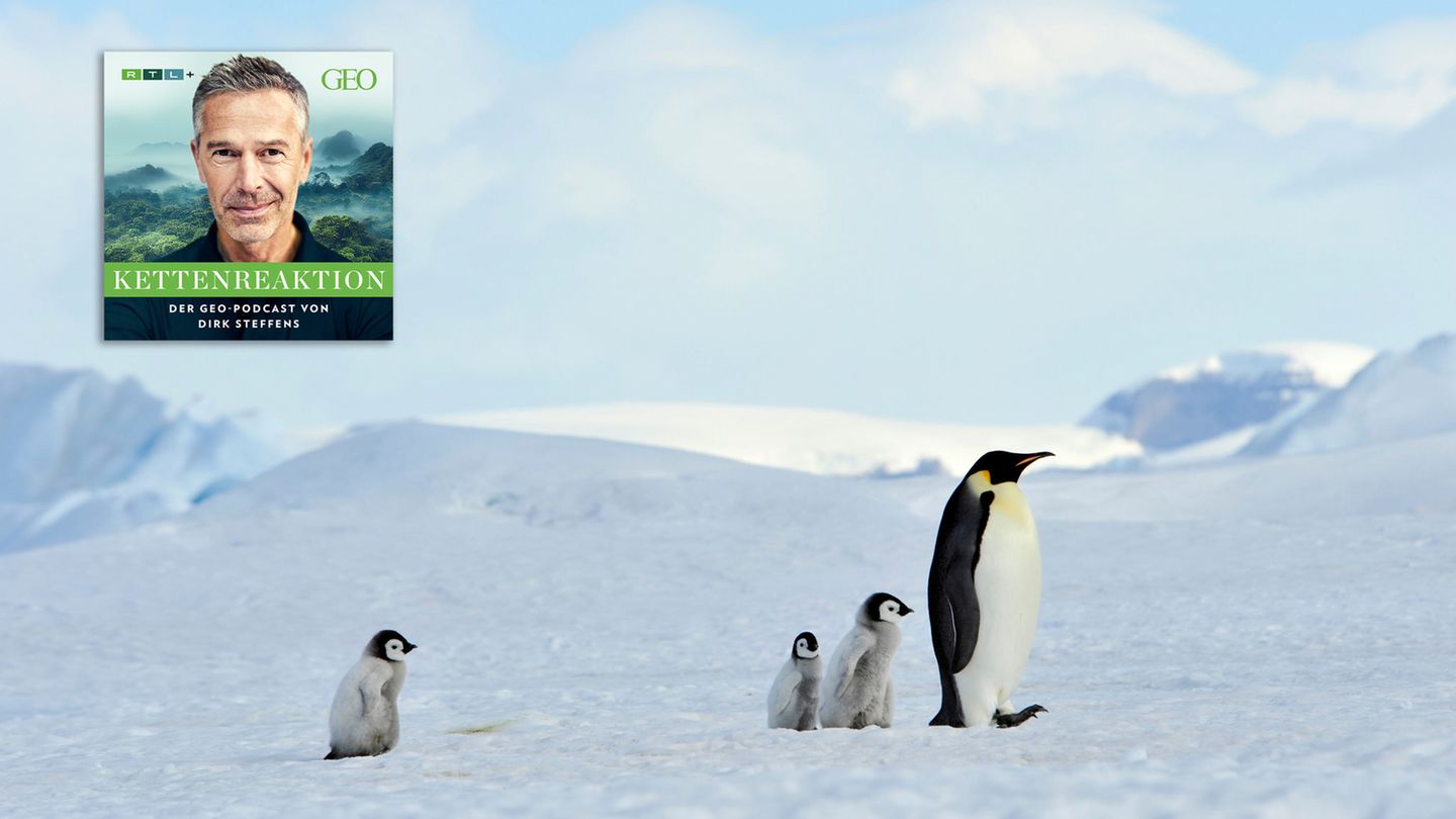 Die Antarktis beeinflusst das Klima auf der ganzen Welt. Pinguine spielen dabei eine zentrale Rolle