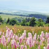Die Bergmähwiesen im Vogelsberg in Hessen verdanken ihren Artenreichtum dem vulkanischen Ursprung der Mittelgebirgslandschaft. Dank extensiver Bewirtschaftung prägen seltene Pflanzen wie der gefährdete Weichhaarige Pippau oder der Wald-Storchenschnabel die kühl-feuchte Landschaft. Auch Vogelarten wie Wiesenpieper, Wachtelkönig und Braunkehlchen finden auf den nach Bundesnaturschutzgesetz besonders geschützten Biotopen der Bergmähwiesen optimale Brutbedingungen. Durch die Kulturlandschaft des Hohen Vogelsbergs führt der Bergmähwiesen-Pfad bei Grebenhain-Herchenhain als neun Kilometer langer Rundweg.