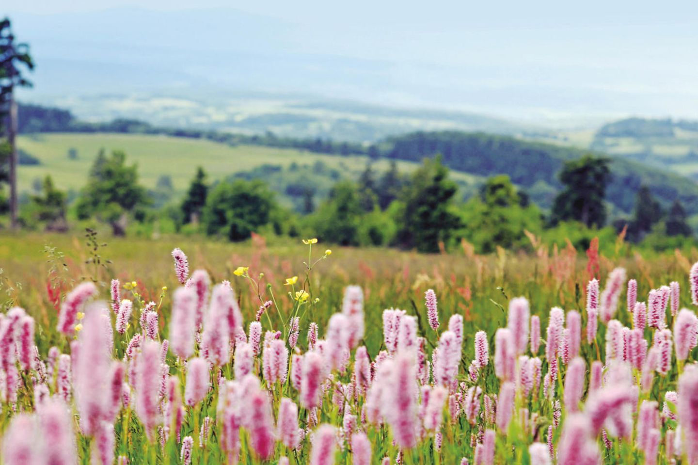 Die Bergmähwiesen im Vogelsberg in Hessen verdanken ihren Artenreichtum dem vulkanischen Ursprung der Mittelgebirgslandschaft. Dank extensiver Bewirtschaftung prägen seltene Pflanzen wie der gefährdete Weichhaarige Pippau oder der Wald-Storchenschnabel die kühl-feuchte Landschaft. Auch Vogelarten wie Wiesenpieper, Wachtelkönig und Braunkehlchen finden auf den nach Bundesnaturschutzgesetz besonders geschützten Biotopen der Bergmähwiesen optimale Brutbedingungen. Durch die Kulturlandschaft des Hohen Vogelsbergs führt der Bergmähwiesen-Pfad bei Grebenhain-Herchenhain als neun Kilometer langer Rundweg.