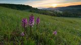 Das Orchideengebiet Gersheim im Biosphärenreservat Bliesgau, im Südwesten des Saarlandes gelegen, kann mit fast der Hälfte aller in Deutschland vorkommenden Orchideenarten aufwarten. Teile des Gebiets mit seinem milden Klima und nährstoffarmen Böden stehen schon seit 1957 unter Naturschutz. Seit 2016 führt der Orchideenpflad Besucher und Besucherinnen durch die Naturschönheit; interaktive Infotafeln vermitteln Wissen über die lokale Fauna und Flora.