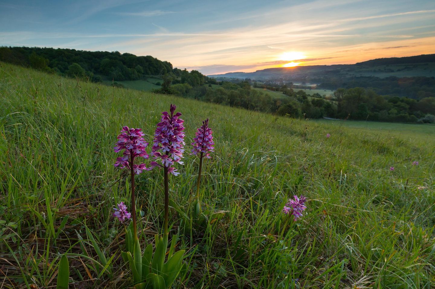 Das Orchideengebiet Gersheim im Biosphärenreservat Bliesgau, im Südwesten des Saarlandes gelegen, kann mit fast der Hälfte aller in Deutschland vorkommenden Orchideenarten aufwarten. Teile des Gebiets mit seinem milden Klima und nährstoffarmen Böden stehen schon seit 1957 unter Naturschutz. Seit 2016 führt der Orchideenpflad Besucher und Besucherinnen durch die Naturschönheit; interaktive Infotafeln vermitteln Wissen über die lokale Fauna und Flora.