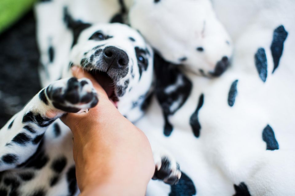 5 gute Gründe, warum Ihr Hund an Ihnen knabbert [GEO]