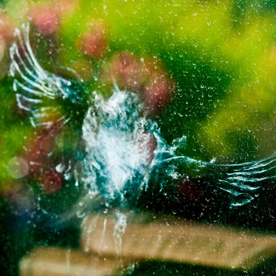 Vogel fliegt gegen Fensterscheibe