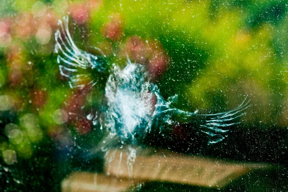 Vogel fliegt gegen Fensterscheibe 1.5059