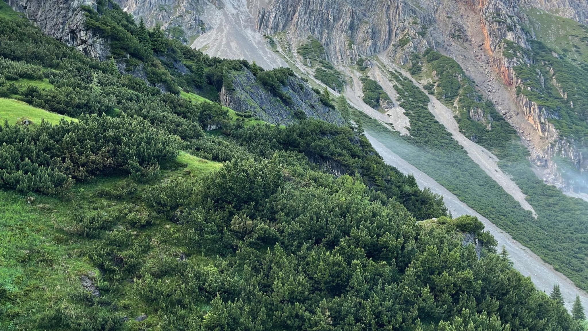 Grüner Hang mit felsigen Bergspitzen dahinter.