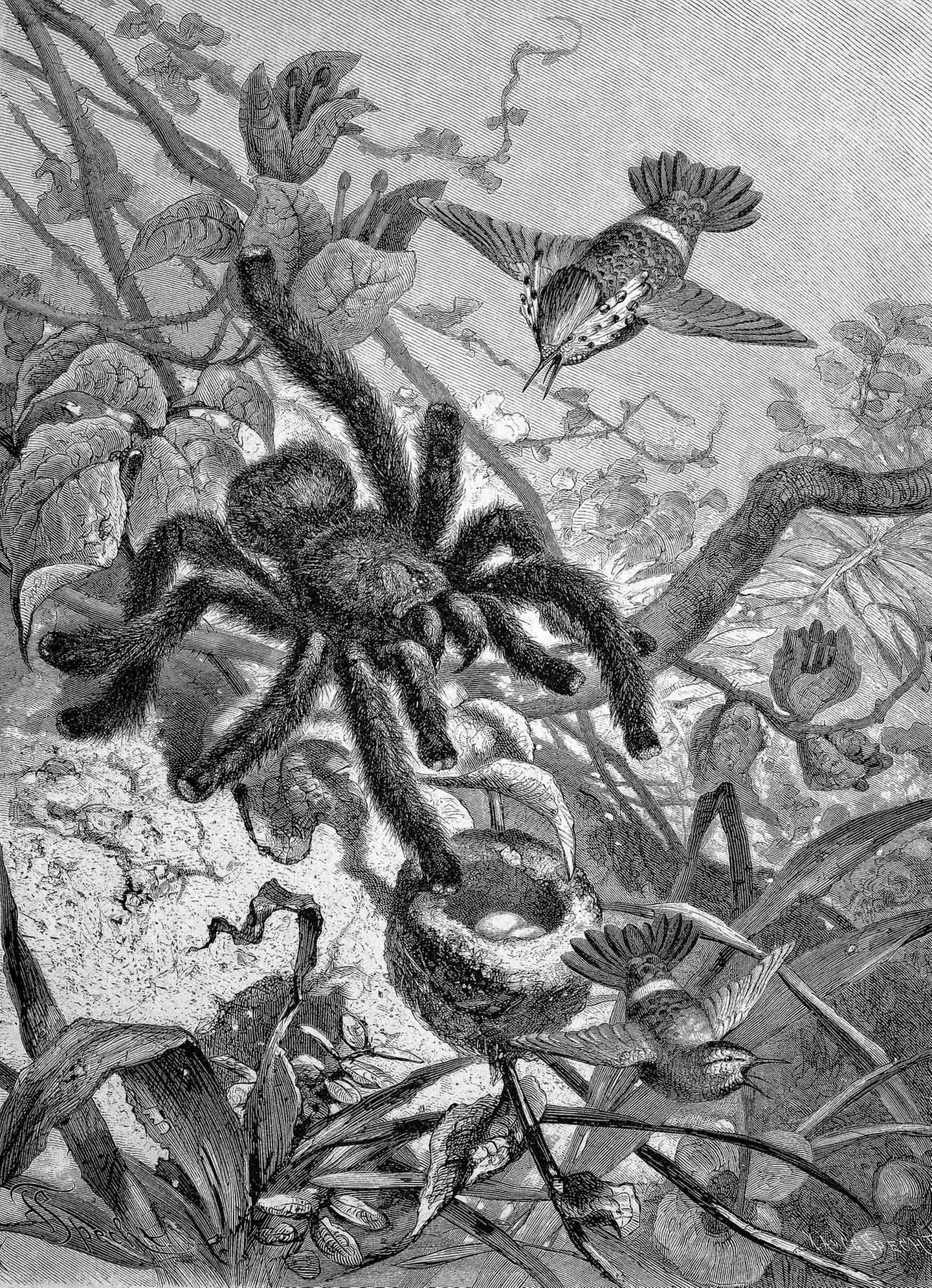 Spinne greift Vögel an
