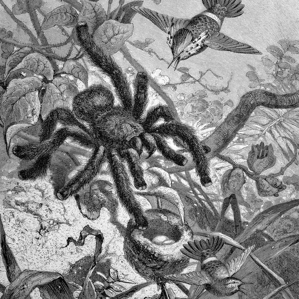 Spinne greift Vögel an