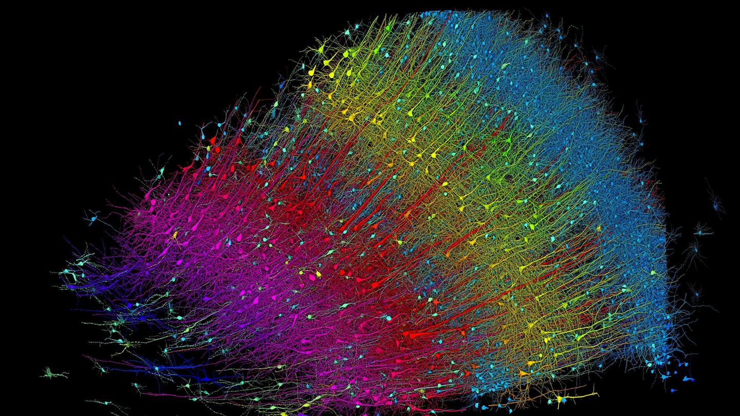 Was zeigt dieses 3-D-Modell? Grafische Darstellung von Gehirnzellen und Synapsen
