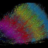 Grafische Darstellung von Gehirnzellen und Synapsen