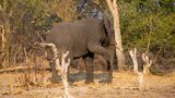 Ein Elefant steigt über einen einfachen Drahtzaun