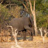 Ein Elefant steigt über einen einfachen Drahtzaun