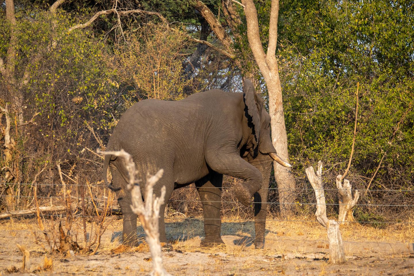 Ein Elefant steigt über einen einfachen Drahtzaun
