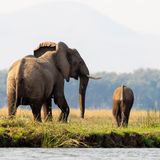 Ein Elefantenweibchen mit zwei Jungen wandert am Sambesi-Fluss entlang