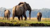 Ein Elefantenweibchen mit zwei Jungen wandert am Sambesi-Fluss entlang