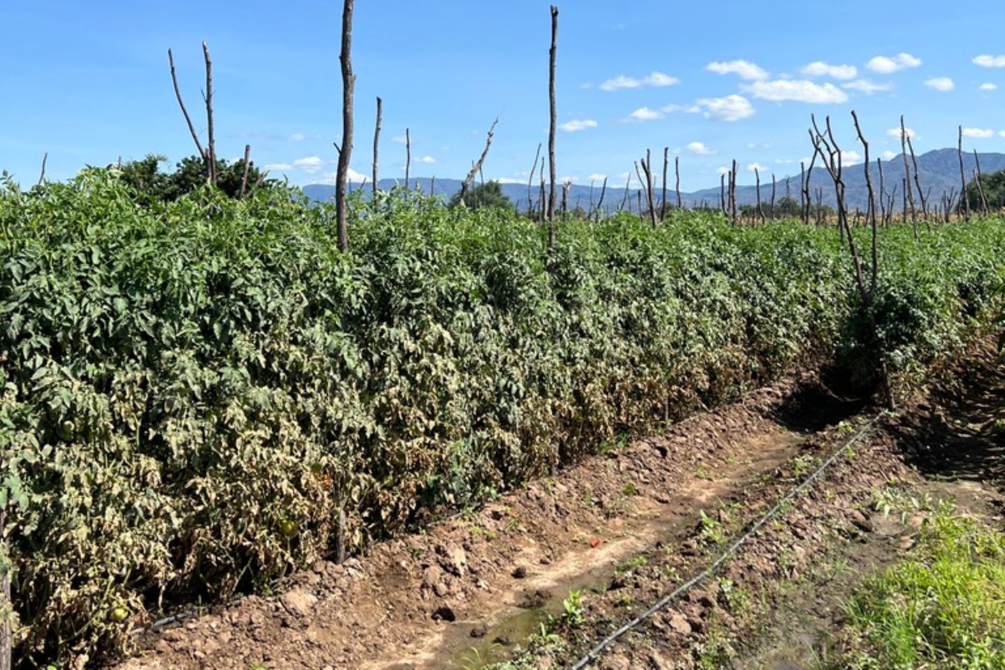 Auf einem Feld wachsen üppige Tomatenpflanzen