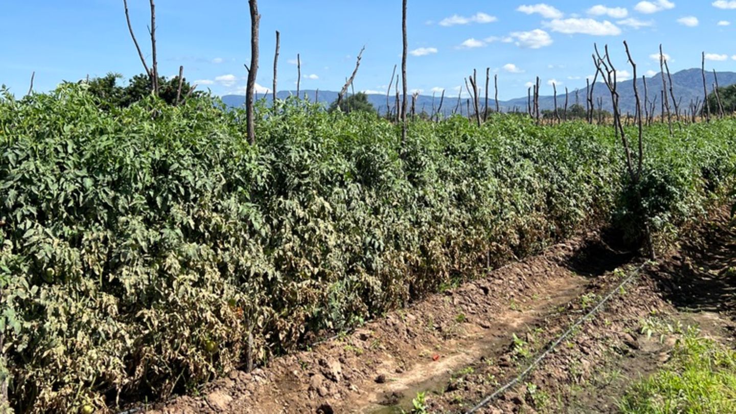 Auf einem Feld wachsen üppige Tomatenpflanzen