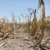 Der Mais ist vertrocknet, der Boden rissig