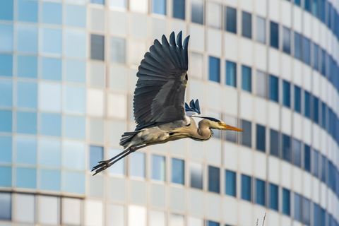 Vogel vor Hochhaus