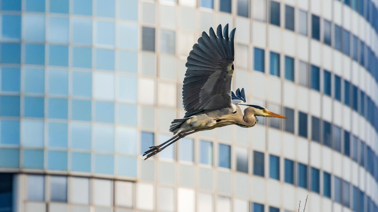 Vogel vor Hochhaus