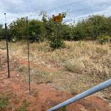 Ein feinmaschiger E-Zaun schützt Felder